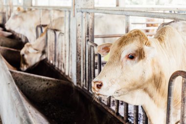 Mandıradaki kulübesinde Amerikan Tay Brahman ineklerine yakın çekim sürüsi. Tarım Sanayi, Tarım ve Hayvancılık Kavramı.
