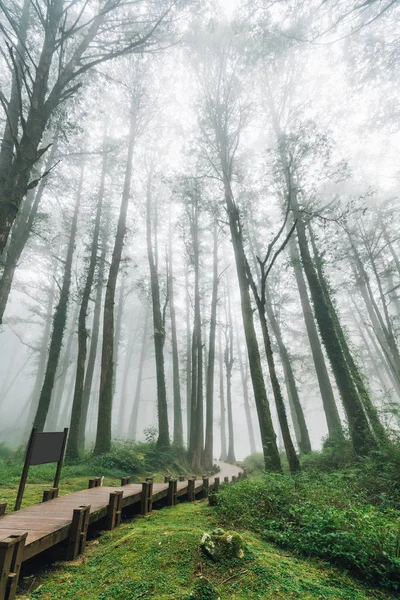 Wooden Walkway Leads Cedar Trees Forest Fog Alishan National Forest — Stock Photo, Image