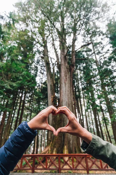 Hands Making Heart Shape in front of thousand year cypress in Alishan National Forest Recreation Area in winter in Chiayi County, Alishan Township, Taiwan.