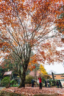 Turist Chiayi County, Alishan İlçesi, Tayvan Alishan Ulusal Orman Rekreasyon Alanı kırmızı akçaağaç ağaçları altında fotoğraf çekmek.