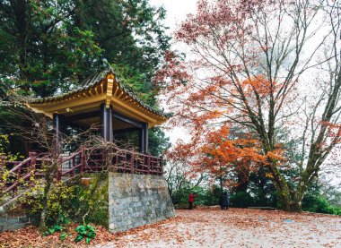 Chiayi County Alishan Ulusal Orman Rekreasyon Alanı arka planda ağaçlar ve Akçaağaç ağaçları ile Çin çardak, Alishan İlçesi, Tayvan.
