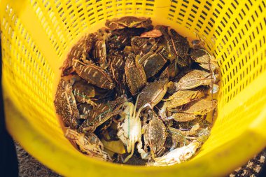 Sarı plastik sepetin içindeki Kaplan Yengeçleri CSR için Chon Buri, Sattahip Bölgesi, Tayland 'daki Toong Pronge Koyu' ndaki mangrov ormanında..