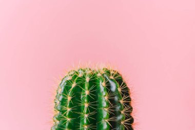 Pembe arka planda yakın plan yeşil kaktüs. Renk arkaplanı ve fotokopi alanı olan minimal dekorasyon fabrikası. Baskı ve web tasarımı için neşeli renk ve şık yaz sanatı.
