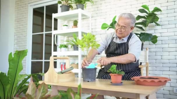 Asiatiska Pensionerade Farfäder Älskar Att Hand Växterna Genom Att Ösa — Stockvideo