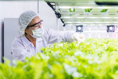 Teknisyen, LED ışıkları altında kapalı alanda dikey çiftlikte yapraklı yeşilliklerle ilgileniyor. Sahne, hidrofonik tarım, kontrollü tarım, bahçıvanlık, sera yöntemleri ve taze marul yetiştirmeyi gösteriyor..