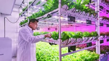 Bilim adamı, marul ve yapraklı yeşillikleri pembe LED lambasıyla dikey kapalı çiftlikte inceliyor. Sahnede hidrofonik tarım, sürdürülebilir tarım teknolojisi ve modern bahçıvanlık uygulamaları sergileniyor. 4k video