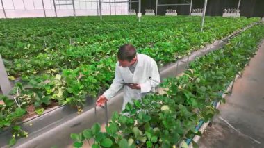 Bilim adamı seradaki çilek bitkilerini inceleyerek hidroponik çiftlikteki büyümeyi kontrol ediyor. Sahne, tarım, bahçıvanlık, tarım, tarım, tarım, araştırma, teftiş ve botanikçilik çalışmalarını ön plana çıkarıyor. 4k