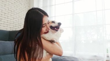 Genç bir kadın parlak pencerenin yanında kanepenin üzerinde mutlu Corgi yavrularına sarılıyor. Evcil hayvan arkadaşlığı, köpek sevgisi, hayvan sevgisi ve köpek, yoldaş, insan kucaklaşması gibi sıcak bağlar. 4k video