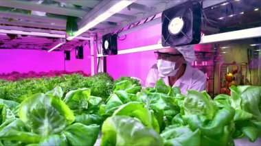 Pembe LED ışıkları altında kapalı bir çiftlikte marul bakımı yapan teknisyenler, kontrollü bir ortamda hidrofonik yetiştirme için istiflenmiş rafların arasında koruyucu giysiler giyiyorlar..