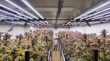 Aydınlık LED ışıkları altında sıralı olgun bitkilerle iç mekanda esrar yetiştirme tesisi, kontrollü, steril bir ortamda yeşillikler arasında bir teknisyen büyür.