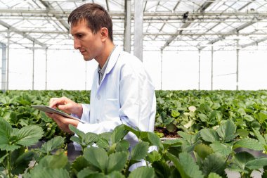 Seradaki bir araştırmacı, parlak, kontrollü ışıklandırma altında yemyeşil yapraklar arasında ürün büyümesini izleyen bir tabletle çilek bitkilerini kontrol ediyor..