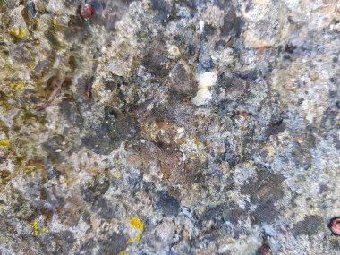 Güzel arka planlar, patural arka plan, photoshop ile çalışmak için arka plan arka plan doku