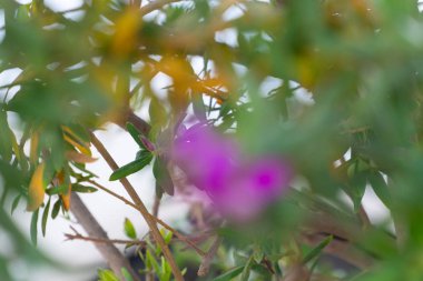 Güzel arka planlar, patural arka plan, photoshop ile çalışmak için arka plan arka plan doku