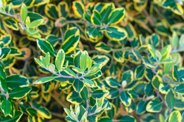 Parlak bahar çiçek çalılar