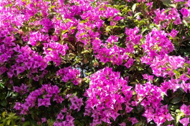 Parlak bahar çiçek çalılar