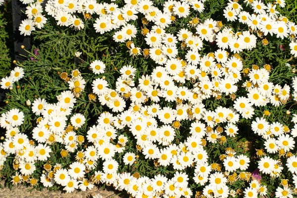 Bright Spring Flower Shrubs — Stock Photo, Image