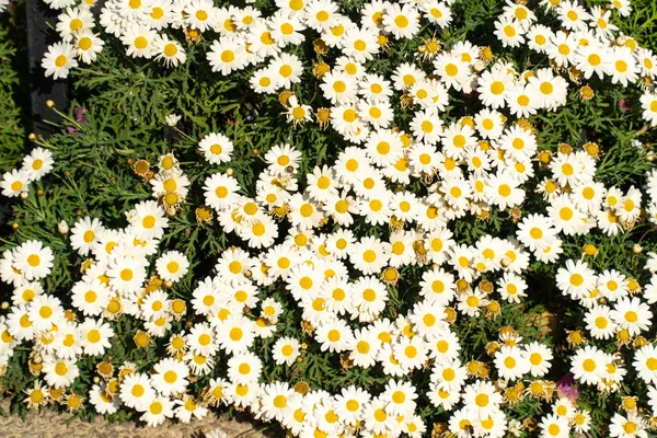 Bright spring flower shrubs