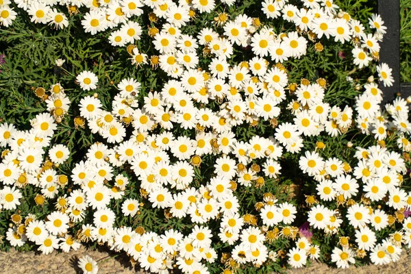 Arbustos Flor Primavera Brilhante — Fotografia de Stock