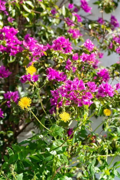 Bright spring flower shrubs