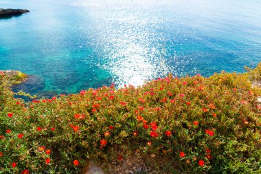 Ibiza adasında Ispanya 'da mavi deniz arka planda kırmızı çiçekler