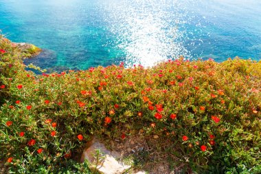 Ibiza adasında Ispanya 'da mavi deniz arka planda kırmızı çiçekler