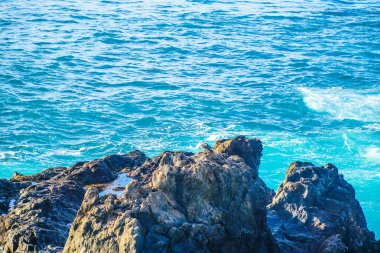 Tenerife'nin volkanik taşlarında okyanus dalgaları kırılıyor. Bir sürü sprey ve güzellik elementi. Tenerife, Kanarya Adaları, İspanya 