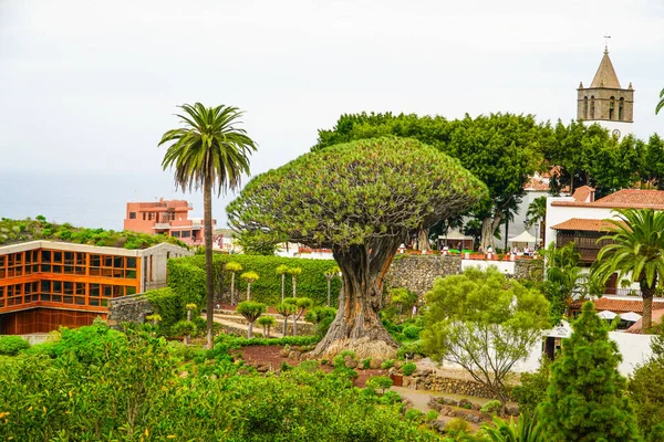 El Drago, ejderha ağacı, 1000 yaşında bir ağaç. Botanik Bahçesi ve ünlü milenyal ağacına görünüm Drago in Icod de los Vinos, Tenerife, Kanarya Adaları