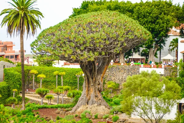 Drago Árvore Dragão Árvore 1000 Anos Vista Para Jardim Botânico — Fotografia de Stock