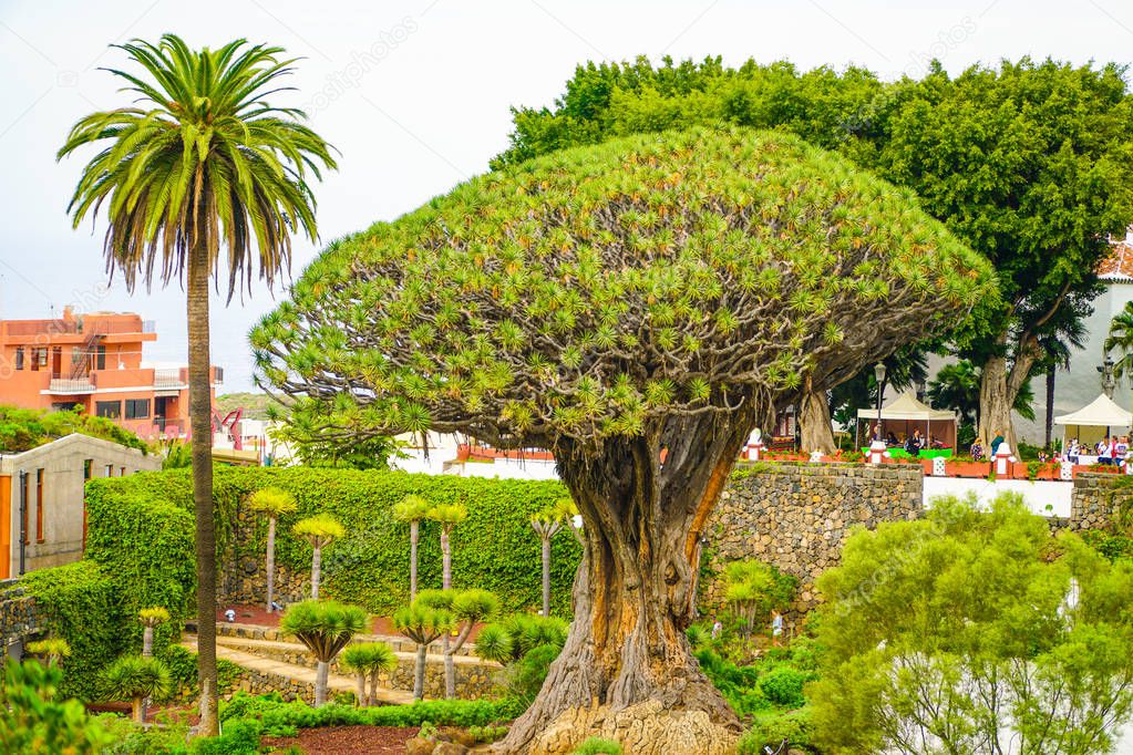 El Drago, Dragon tree, 1000 years old tree. View to botanical garden and famous millennial tree Drago in Icod de los VInos, Tenerife, Canary Islands