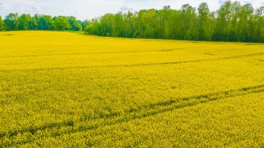Sarı tecavüz veya kanola çiçek, kolza yağı ürün için yetiştirilen bir alanın Aero panorama. Letonya'da ilkbahar ın sonu