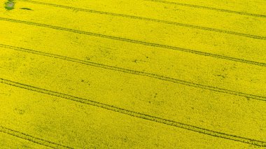Sarı tecavüz veya kanola çiçek, kolza yağı ürün için yetiştirilen bir alanın Aero panorama. Letonya'da ilkbahar ın sonu