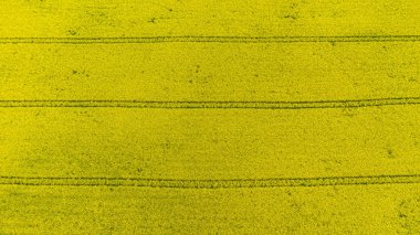 Sarı tecavüz veya kanola çiçek, kolza yağı ürün için yetiştirilen bir alanın Aero panorama. Letonya'da ilkbahar ın sonu