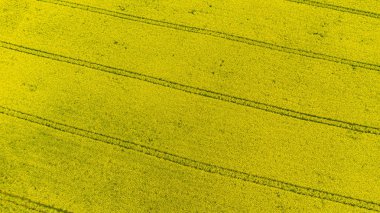 Sarı tecavüz veya kanola çiçek, kolza yağı ürün için yetiştirilen bir alanın Aero panorama. Letonya'da ilkbahar ın sonu
