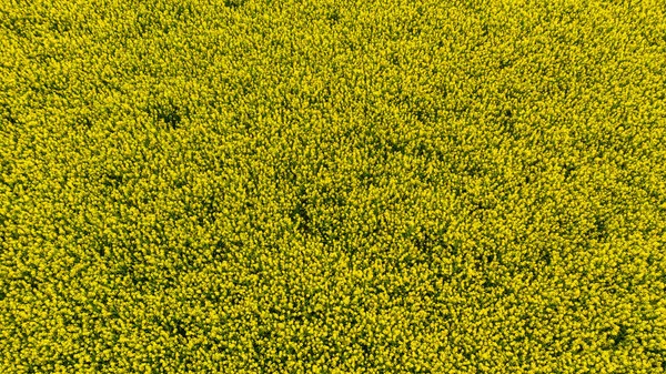 Aero Panorama Ett Fält Gula Våldtäkt Eller Raps Blommor Odlas — Stockfoto