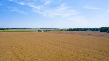 Hasat Makinesi Kesme Buğday, Bulutlar ile mavi gökyüzü altında sonsuz Alanlar Yaz Manzara birleştirin