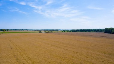 Hasat Makinesi Kesme Buğday, Bulutlar ile mavi gökyüzü altında sonsuz Alanlar Yaz Manzara birleştirin