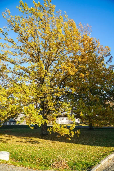 Herfst Landschap Mooie Gekleurde Gloeiend Zonlicht Prachtige Schilderachtige Achtergrond Kleur — Stockfoto