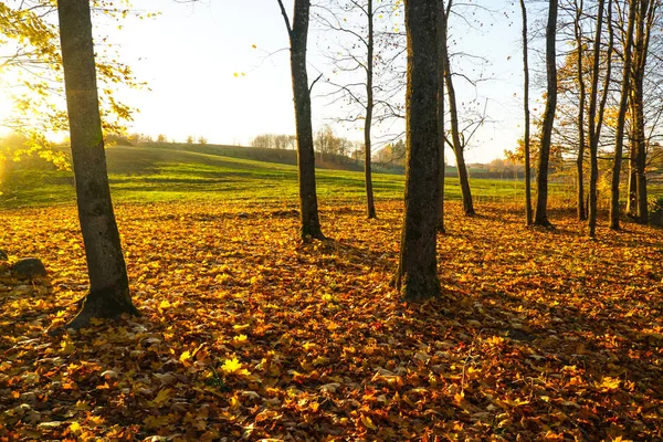 Herfst Landschap Mooie Gekleurde Gloeiend Zonlicht Prachtige Schilderachtige Achtergrond Kleur — Stockfoto