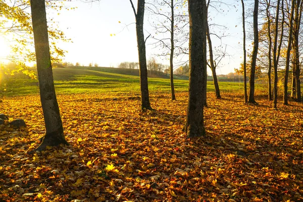 Herfst Landschap Mooie Gekleurde Gloeiend Zonlicht Prachtige Schilderachtige Achtergrond Kleur — Stockfoto