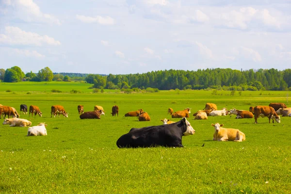 Yeşil çim çayır üzerinde otlayan güzel kırsal hayvan çiftliğinde sürü. 