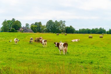 İnekler tarlada leyleklerle otluyor