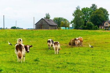 İnekler tarlada leyleklerle otluyor