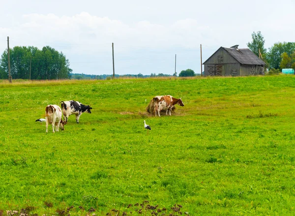 Vacas Pastan Campo Con Cigüeñas —  Fotos de Stock