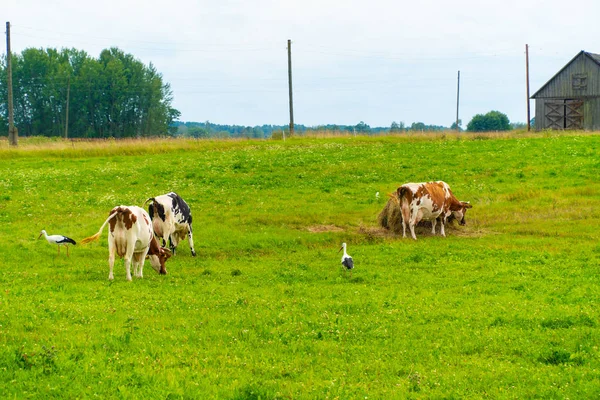Krowy Pasą Się Polu Bociany — Zdjęcie stockowe