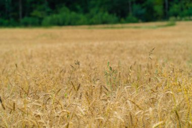 Yaz güneşli bir günde çavdar kulakları alanı yakından görünümü. Organik tarım. Çavdar hasadı. Tarım endüstrisi. Mısır gevreği büyüyor. Yüksek kontrastlı soyut doğa arka planlar. Organik tarım ın gelişimi.