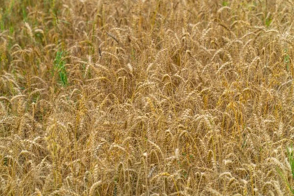 Rogge Oren Veld Zomer Zonnige Dag Close Uitzicht Biologische Landbouw — Stockfoto