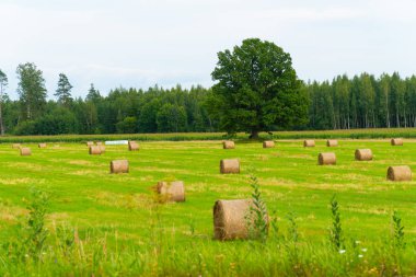 Hasattan sonra saman balyalarıyla tarla