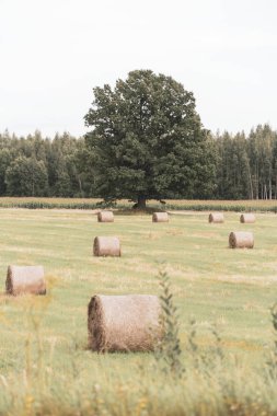 Hasattan sonra saman balyalarıyla tarla