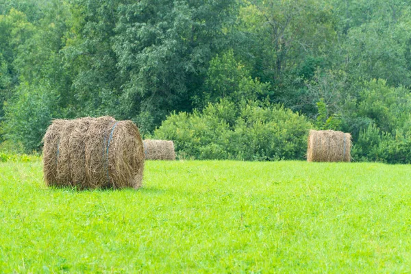 Field Straw Bales Harvest — Stock Photo, Image