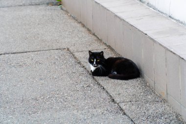 Beyaz yakalı siyah bir kedi sokakta yatıyor. Kedi saatler